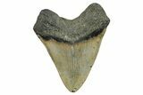 Serrated, Fossil Megalodon Tooth - North Carolina #274776-2